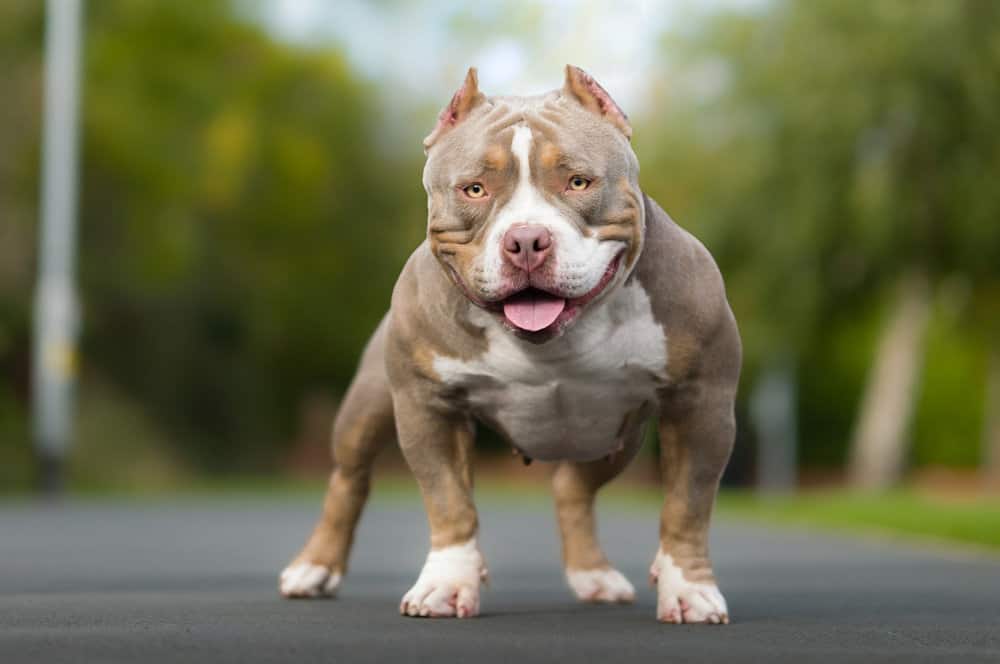 The Pocket Pitbull: A Compact Canine with a Big Heart