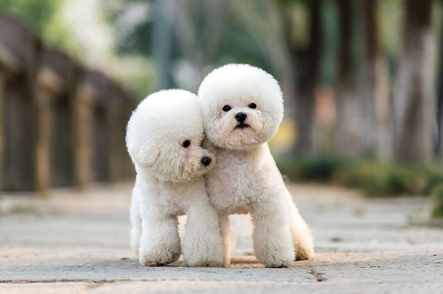 Poodle Haircuts: Stylish and Practical Grooming for the Canine Fashionista